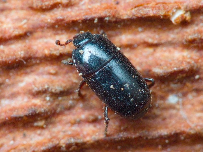 Paromalus parallelepipedus (Herbst, 1792)